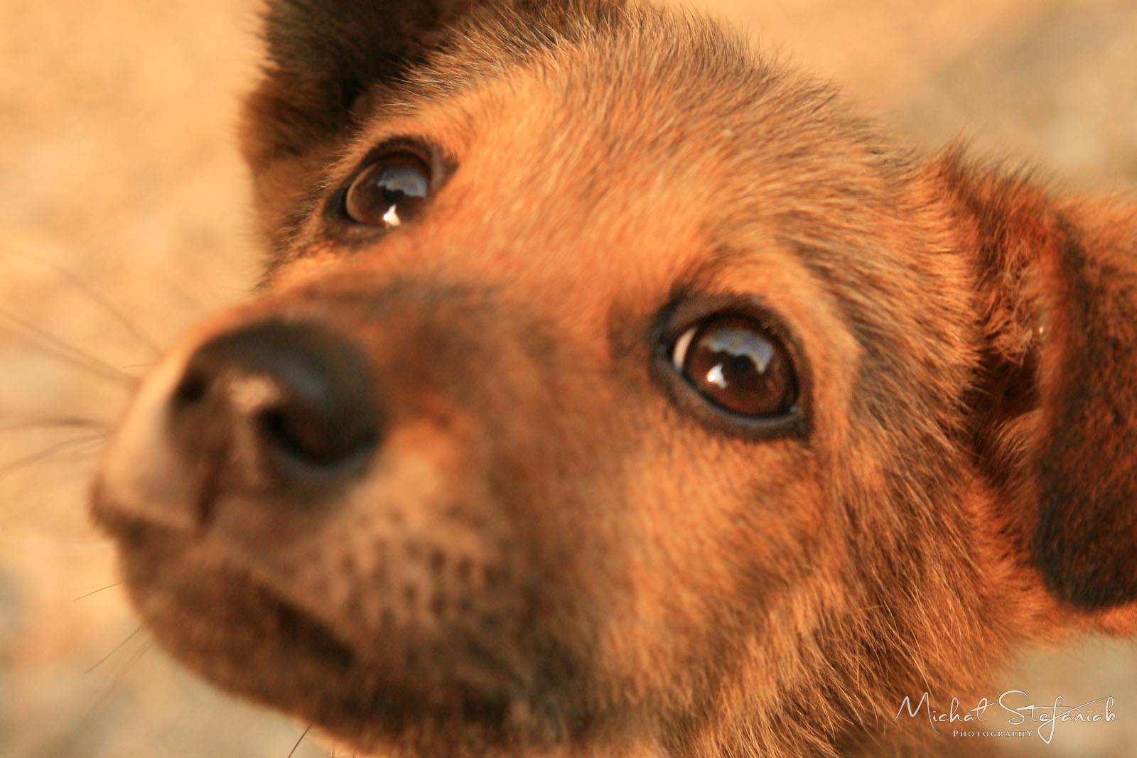 Landscapes & Animals