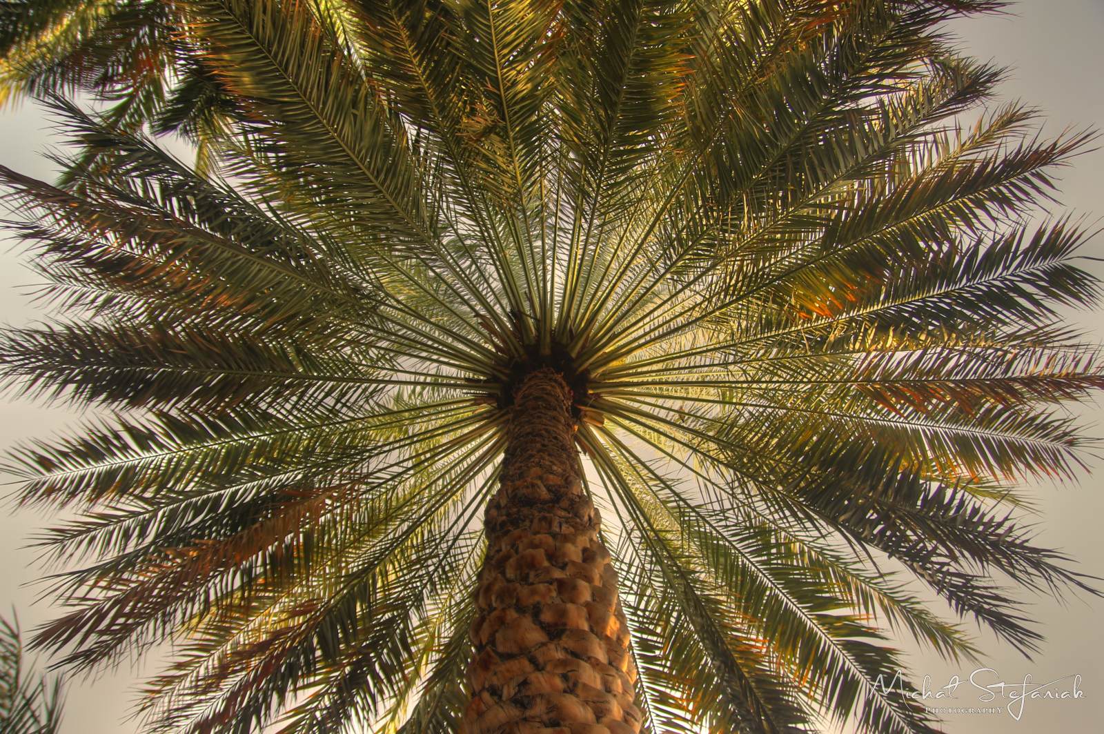 IMG 7520 1 2Enhancer